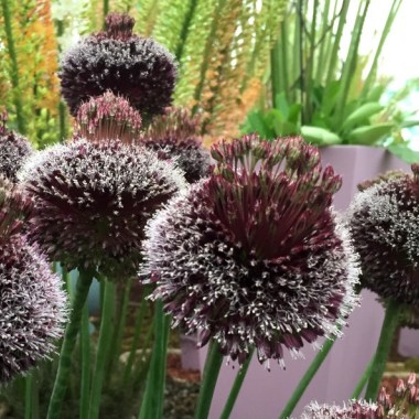 allium-summer-beauty-10600 — kopiya